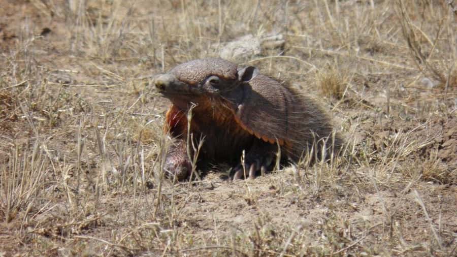 Peninsula Valdes: Shore excursion for cruise passengers - How close will you get to wildlife, and how to set your expectations