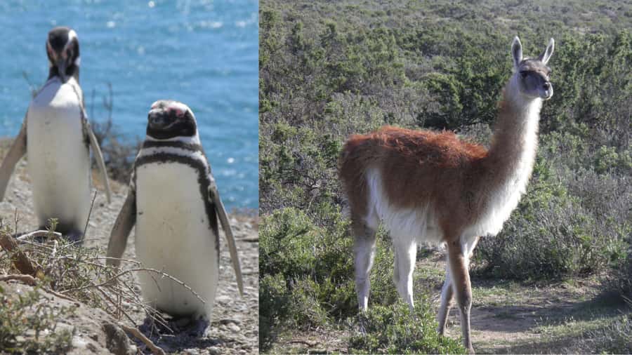 Peninsula Valdes: Shore excursion for cruise passengers - Price and value, what $150 really buys plus reserve fees