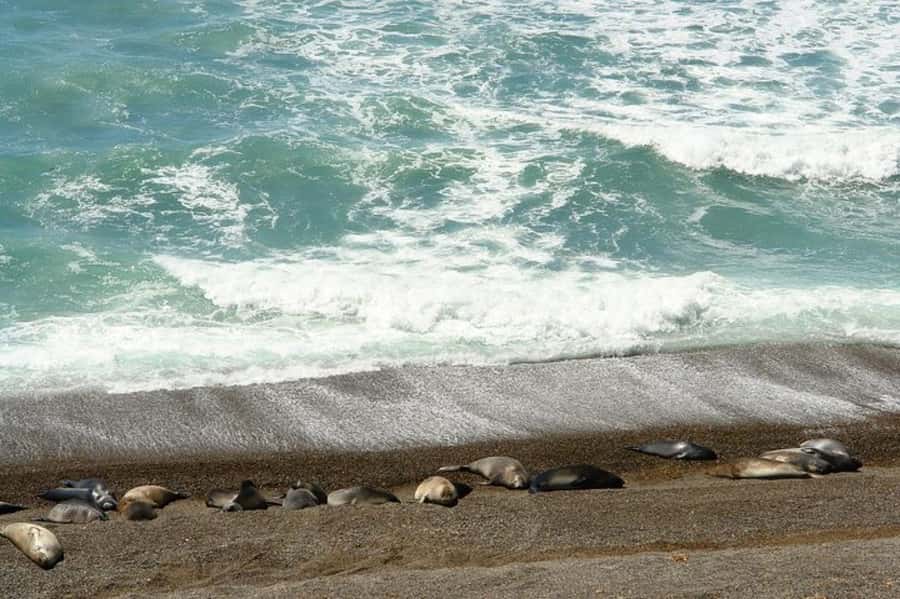 Peninsula Valdes Shore Tour for Cruise Passengers + City - Punta Pirámides Sea Lions Colony for Nonstop Energy