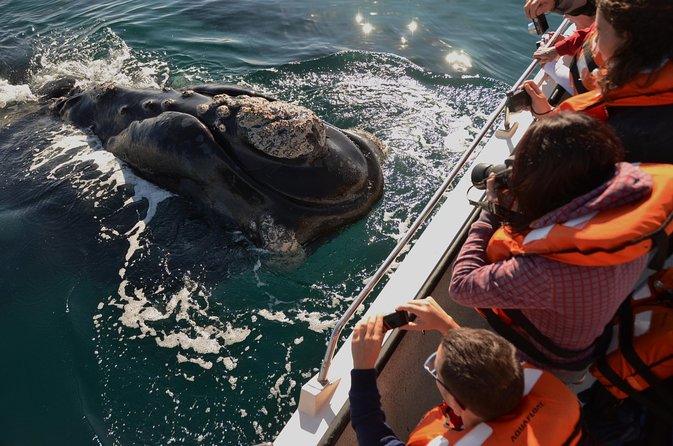 Peninsula Valdes Tour with Optional Whale Watching - Key highlights you will feel in your day
