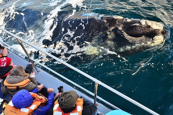 Peninsula Valdes Tour with Optional Whale Watching - Day flow from Puerto Madryn: the stops, in real-world order