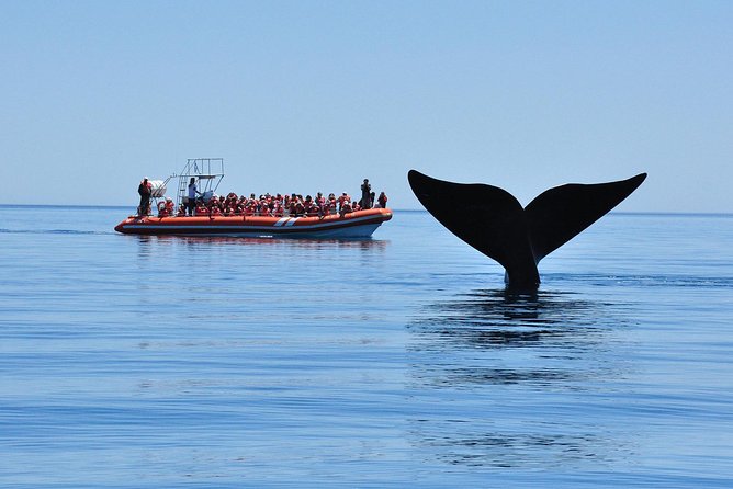 Peninsula Valdes Tour with Optional Whale Watching - Should you book it?