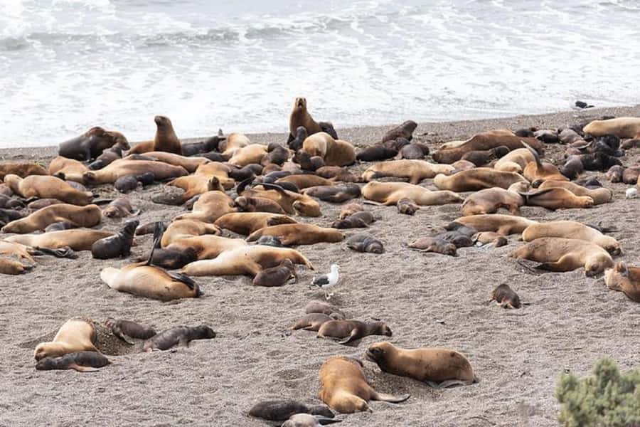 Península Valdés with Estancia San Lorenzo (Full Day) - Caleta Valdés: elephant seals and Magellanic penguins on the schedule