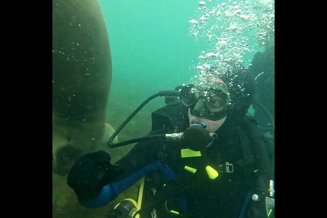 Private Diving Experience with Sea Lions in Punta Loma - Punta Loma sea lions, with a close-up underwater setup