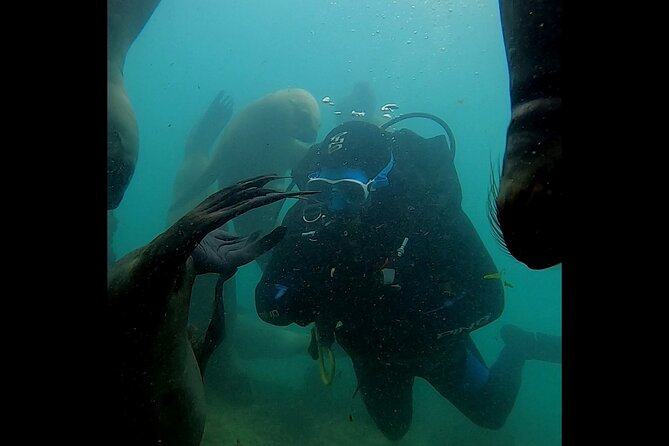 Private Diving Experience with Sea Lions in Punta Loma - Beginner-friendly option: the Discover module for your first underwater session