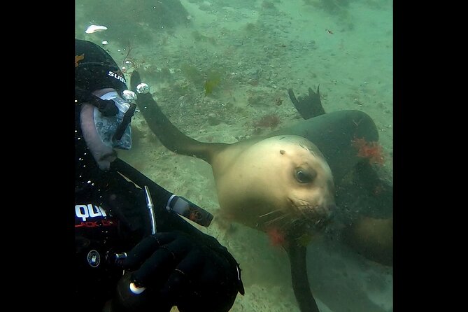 Private Diving Experience with Sea Lions in Punta Loma - Weather, comfort, and how to prepare for a close sea lion encounter