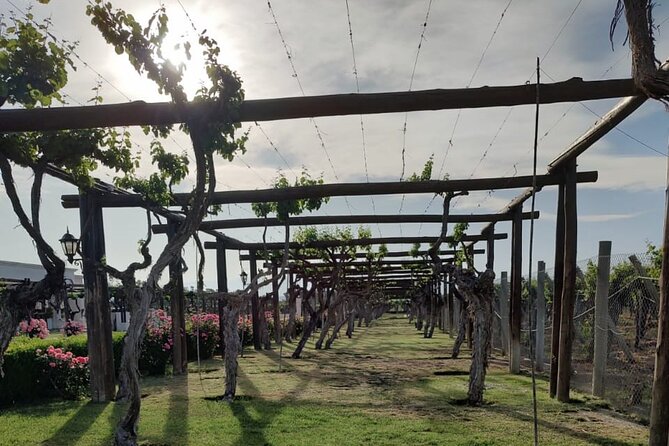 Private tour in Maipú - Mendoza to Maipú in One Smooth Move, Leaving Around 9:00