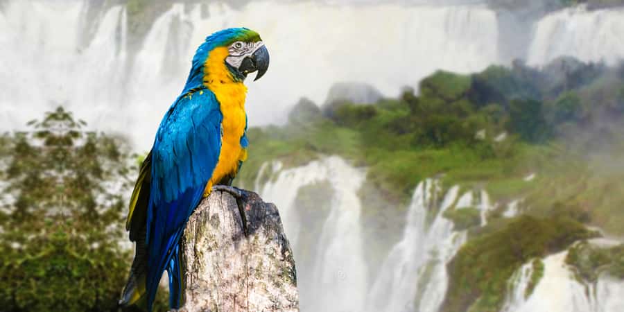 Puerto Iguazu: Iguaza Falls Brazilian Side & Bird Park Tour - Border Crossing Reality Check: what the day feels like in motion