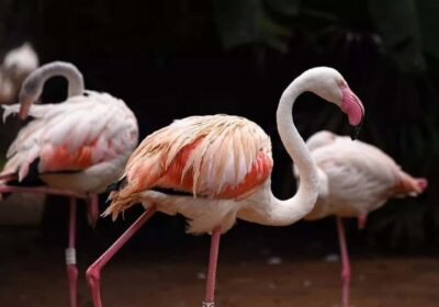Iguaza Falls Brazilian Side & Bird Park Tour