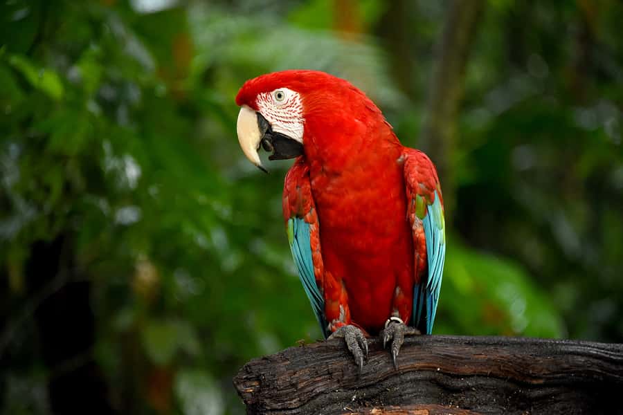 Puerto Iguazu: Iguaza Falls Brazilian Side & Bird Park Tour - What your $46 covers, and what you must budget for entrances