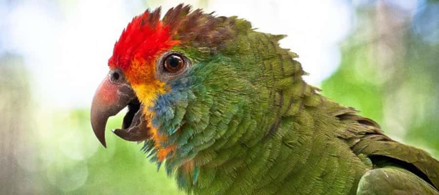 Puerto Iguazu: Iguaza Falls Brazilian Side & Bird Park Tour - A realistic walk plan: how to make the falls and Bird Park feel worth it