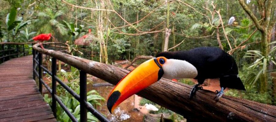 Puerto Iguazu: Iguaza Falls Brazilian Side & Bird Park Tour - Border-day packing list: the stuff that keeps you comfortable
