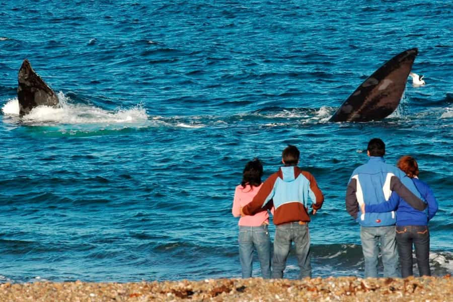 Puerto Madryn: El Doradillo Whale Watching Half-Day Tour - Why El Doradillo Whale Watching Feels Special From the Shore