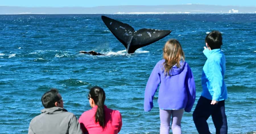 Puerto Madryn: El Doradillo Whale Watching Half-Day Tour - El Doradillo: A Protected Coast Where Whales Come Close
