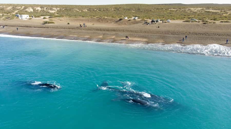 Puerto Madryn: El Doradillo Whale Watching Half-Day Tour - Punta Flecha: Where You Start With Strategy and Learning