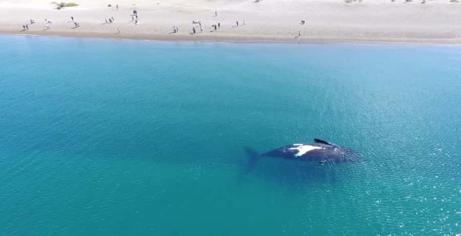 Puerto Madryn: El Doradillo Whale Watching Half-Day Tour - Pickup, the Van Ride, and How to Think About the Timing