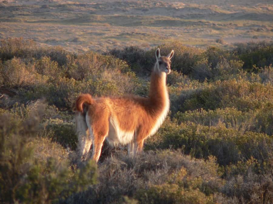 Puerto Madryn: Excursion to Peninsula Valdes Classic - Peninsula Valdés classic: why this day trip is a standout