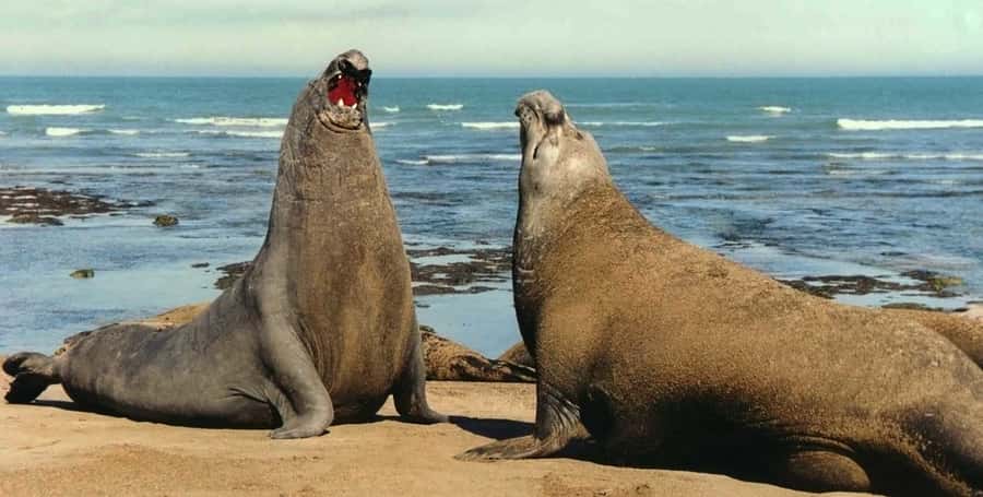 Puerto Madryn: Excursion to Peninsula Valdes Classic - Caleta Valdés and Punta Cantor: your best shot at elephant seals