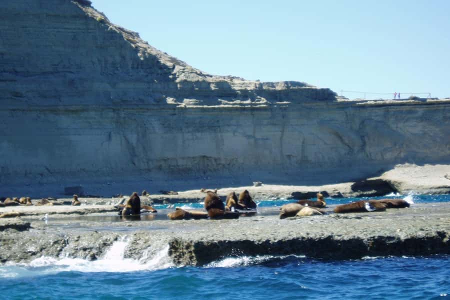 Puerto Madryn: Excursion to Peninsula Valdes Classic - Price and real costs: what you pay, what you still need, and what it’s worth