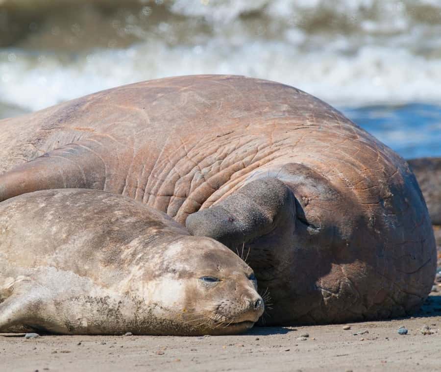 Puerto Madryn: Full Day Peninsula Valdes Experience Tour - Key Highlights You’ll Care About