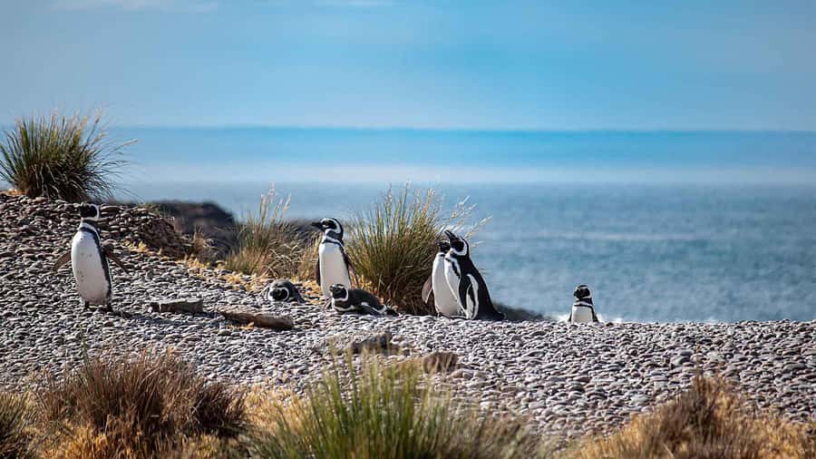Puerto Madryn: Full Day Peninsula Valdes Experience Tour - Who This Tour Suits Best