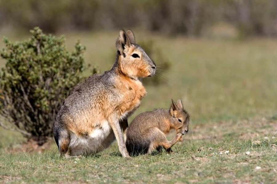 Puerto Madryn: Full Day Peninsula Valdes Experience Tour - Caleta Valdés: Steppe Animals, Then the Elephant Seals