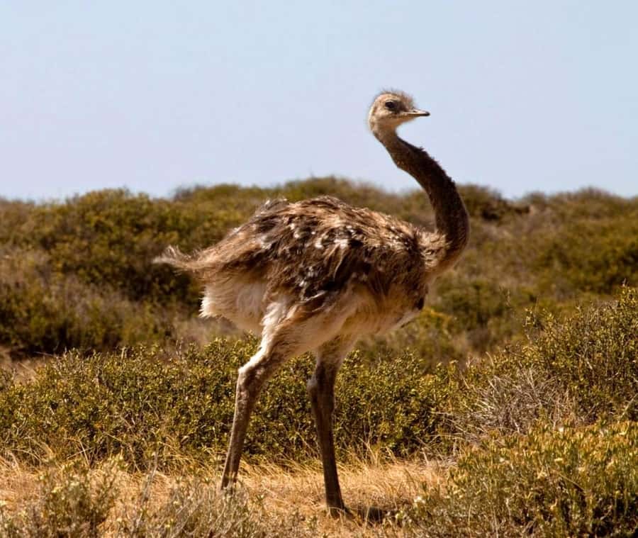 Puerto Madryn: Full Day Peninsula Valdes Experience Tour - What to Bring (and What to Wear) for a Cooler, Windy Day