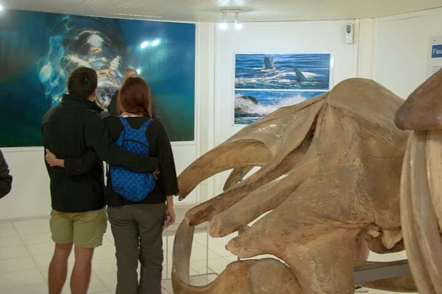 Puerto Madryn: Full Day Peninsula Valdes Experience Tour - Wildlife Viewing Tips That Actually Help