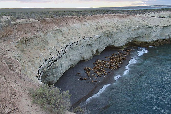 Puerto Madryn: Peninsula Valdes National Park Day Trip - Punta Delgada by Noon: Lunch, Location Choice, and What to Plan for