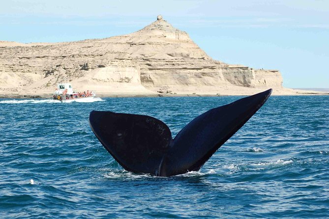 Puerto Madryn: Peninsula Valdes National Park Day Trip - El Faro Cliff Walk: Seals and Sea Lions Close to the Action