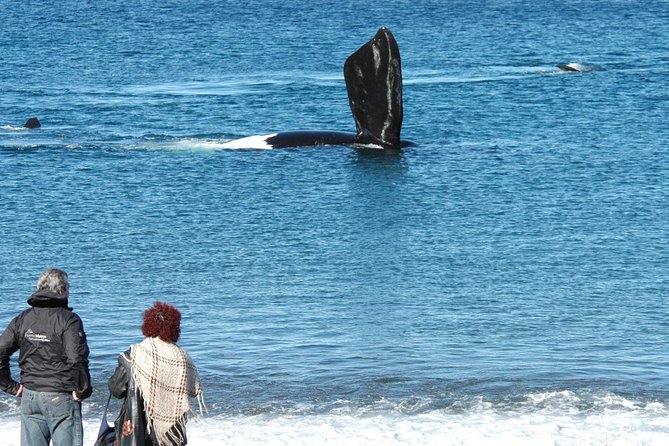 Puerto Madryn: Peninsula Valdes National Park Day Trip - Punta Canor and Punta Cantor: Geological Formations and Coastal Viewpoints