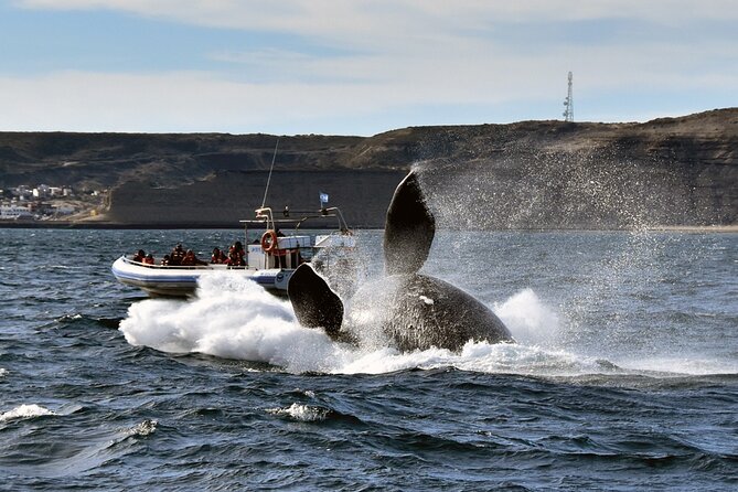 Puerto Madryn: Peninsula Valdes National Park Day Trip - Istmo Ameghino and the Sunset Return to Puerto Madryn