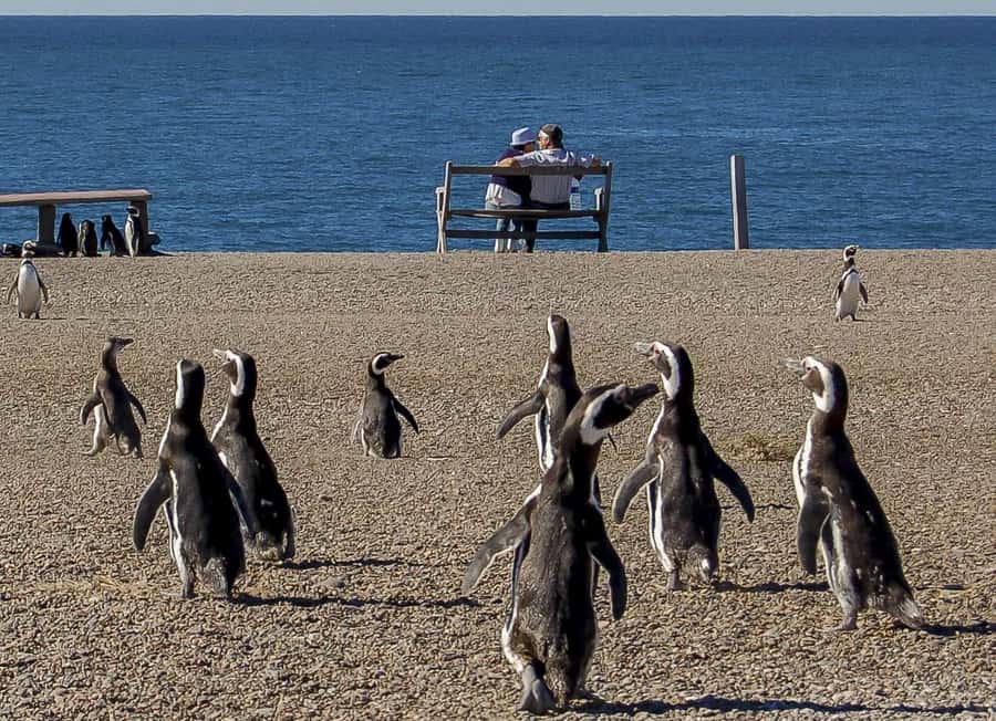 Puerto Madryn: Península Valdes with optional Whale Watching - Why Península Valdés feels different than a typical wildlife day