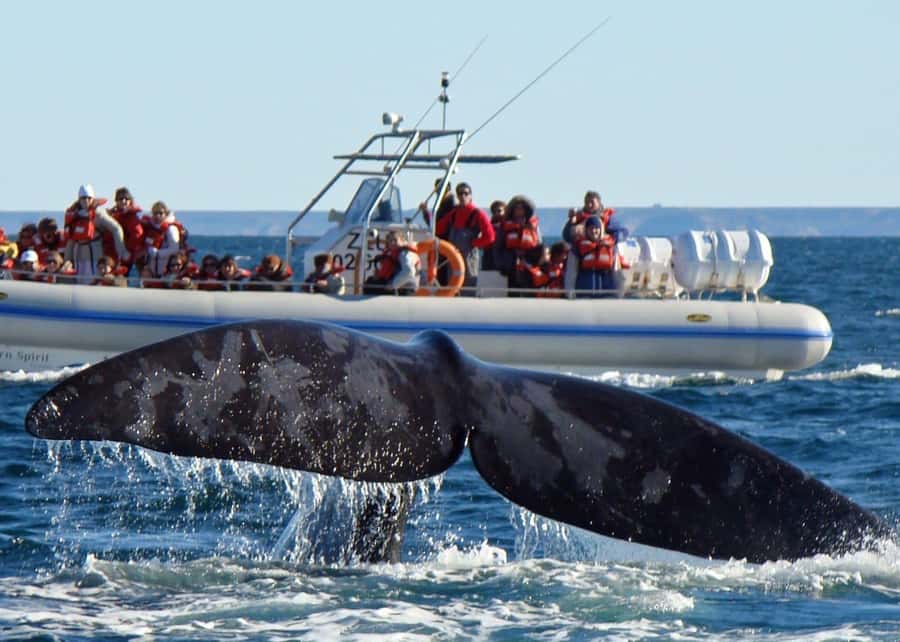 Puerto Madryn: Península Valdes with optional Whale Watching - Puerto Pirámides: the base for whale watching and beach time