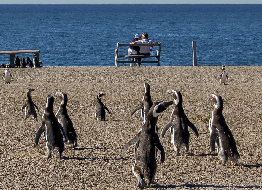 Puerto Madryn: Península Valdes with optional Whale Watching - The optional boat ride: what the Southern Right Whale experience really looks like