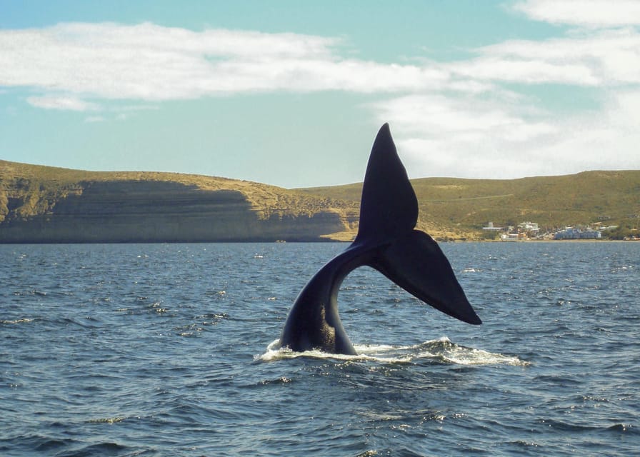 Puerto Madryn: Península Valdes with optional Whale Watching - Salinas Grande: salt flats, big skies, and wildlife spotting rhythm