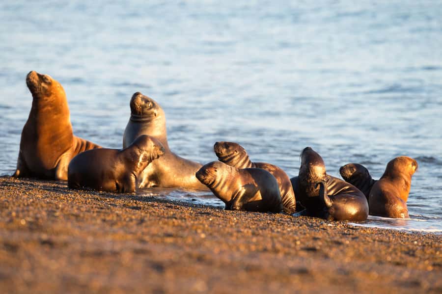 Puerto Madryn: Península Valdes with optional Whale Watching - Caleta Valdés and Punta Cantor: the Atlantic coast viewing moments