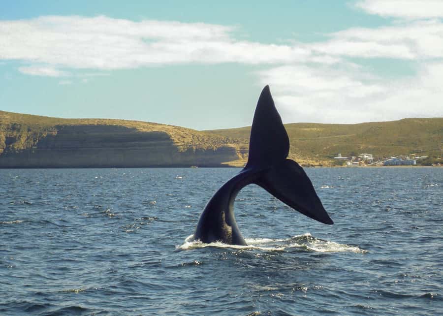 Puerto Madryn: Península Valdes with optional Whale Watching - Land wildlife you might spot from the vehicle and viewpoints