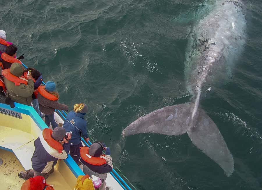 Puerto Madryn: Península Valdes with optional Whale Watching - From Puerto Madryn to Puerto Pirámides: the morning drive and your first views