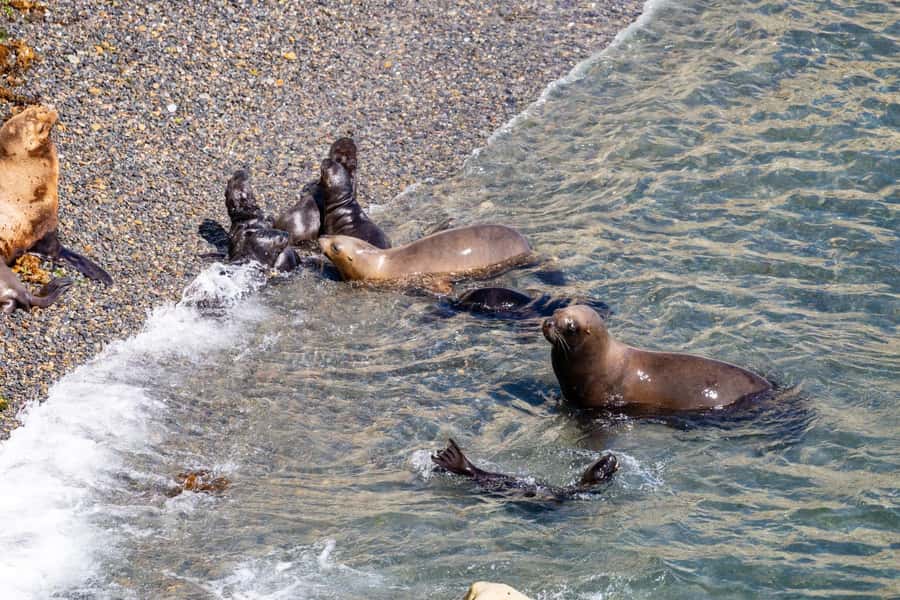 Puerto Madryn: Punta Loma Shore Excursion - Key things that make this shore excursion work