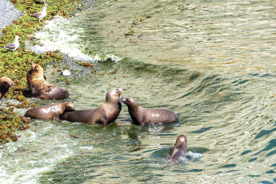 Puerto Madryn: Punta Loma Shore Excursion - Cliff birds, cormorants, and what to scan for
