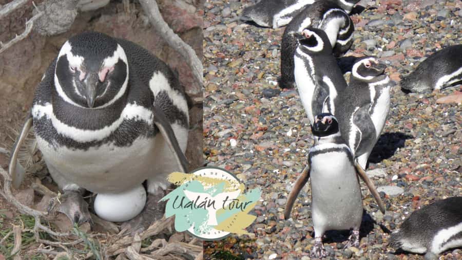 Puerto Madryn: Punta Tombo Shore Excursion for Cruise Guests - Punta Tombo, and why this shore trip feels different