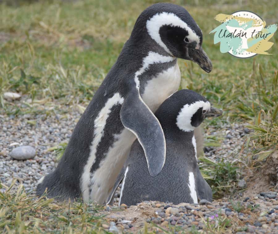 Puerto Madryn: Punta Tombo Shore Excursion for Cruise Guests - The guided walk at Punta Tombo: how you experience the penguins