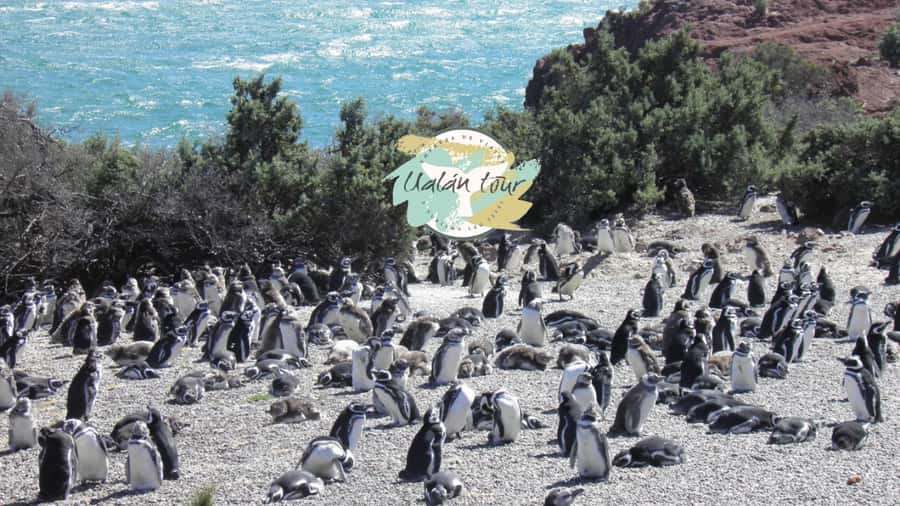 Puerto Madryn: Punta Tombo Shore Excursion for Cruise Guests - Timing reality: why you might get less than 1.5 hours on site