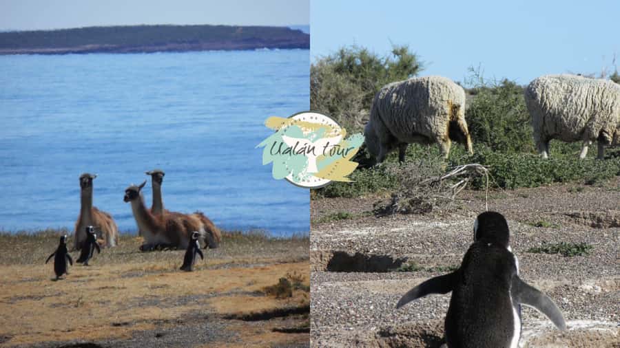 Puerto Madryn: Punta Tombo Shore Excursion for Cruise Guests - Comfort, clothing rules, and what to pack so you can move easily