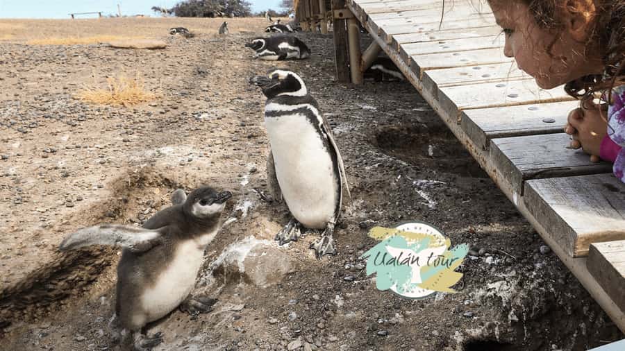 Puerto Madryn: Punta Tombo Shore Excursion for Cruise Guests - Who this tour is best for, and who should think twice