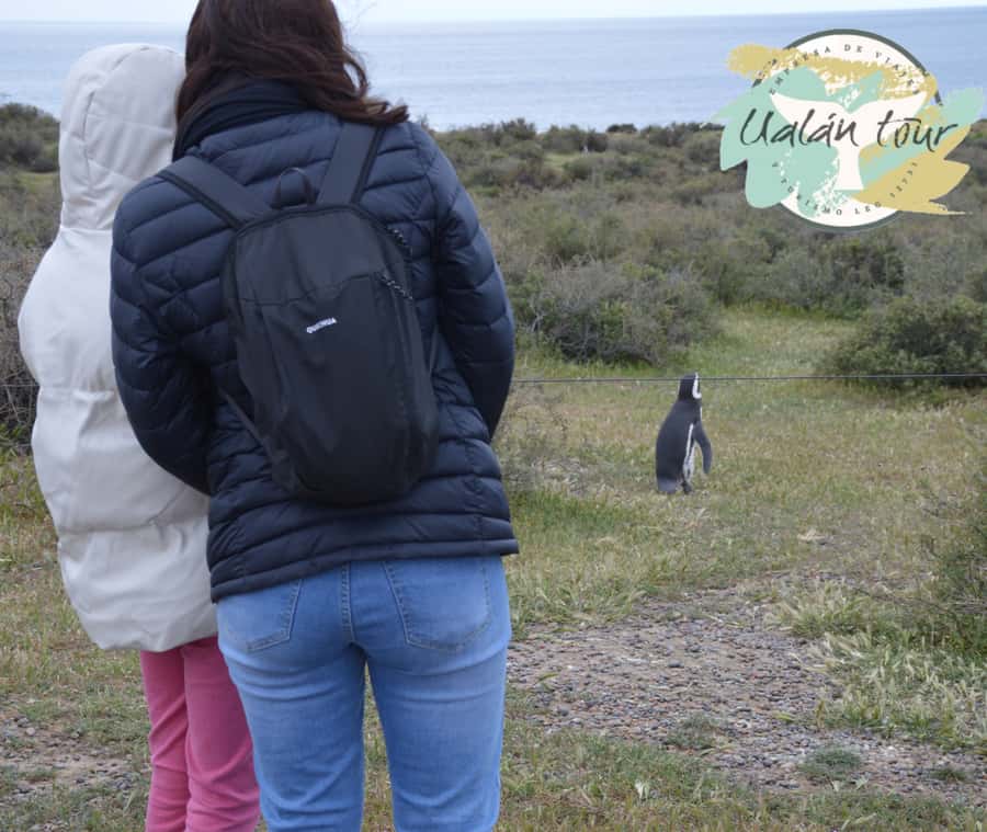Puerto Madryn: Punta Tombo Shore Excursion for Cruise Guests - FAQ