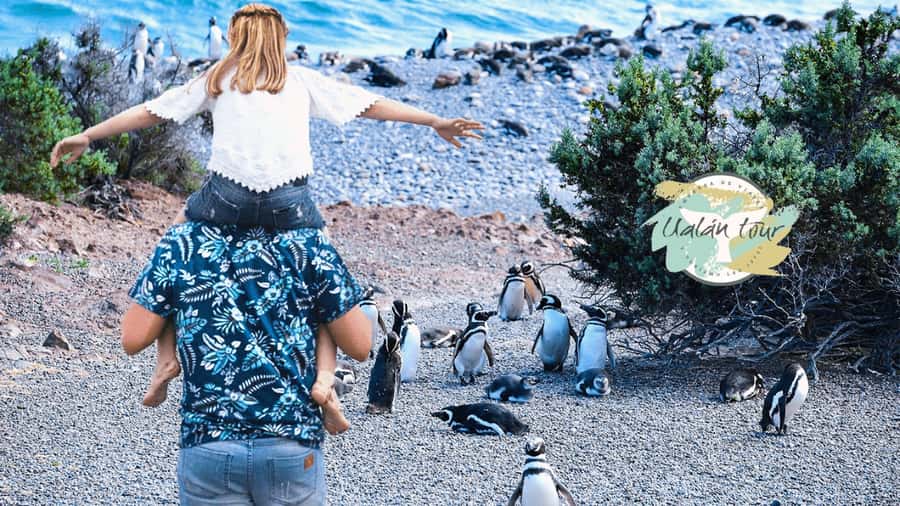 Puerto Madryn: Punta Tombo Shore Excursion for Cruise Guests - Price and value check, including the fees you must plan for