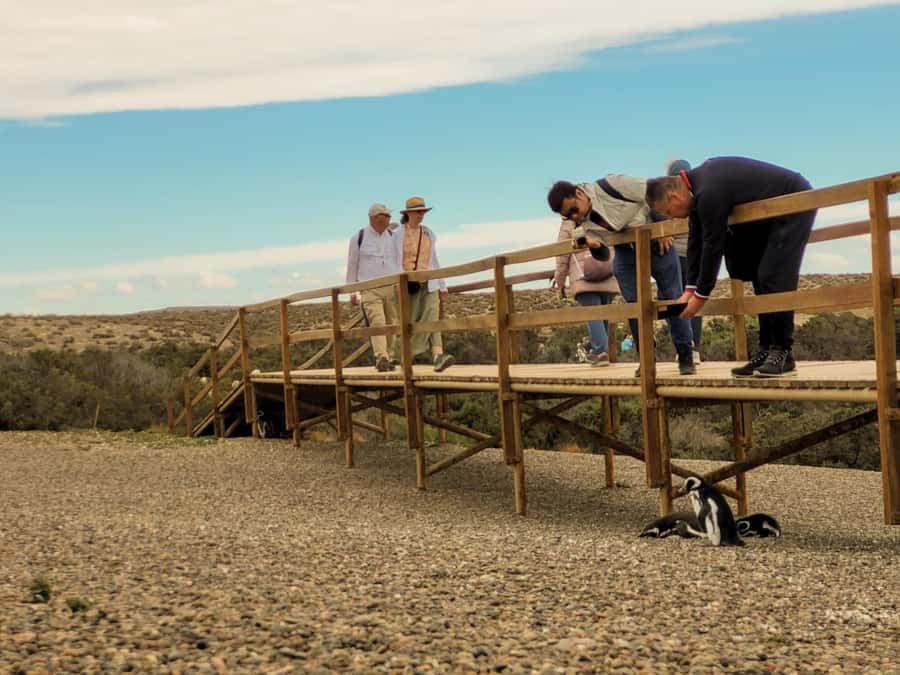 Puerto Madryn: Punta Tombo Walking Among Penguins Experience - Key things to know before you go
