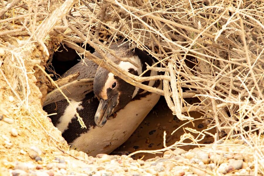 Puerto Madryn: Punta Tombo Walking Among Penguins Experience - Should you book this Punta Tombo walking experience?